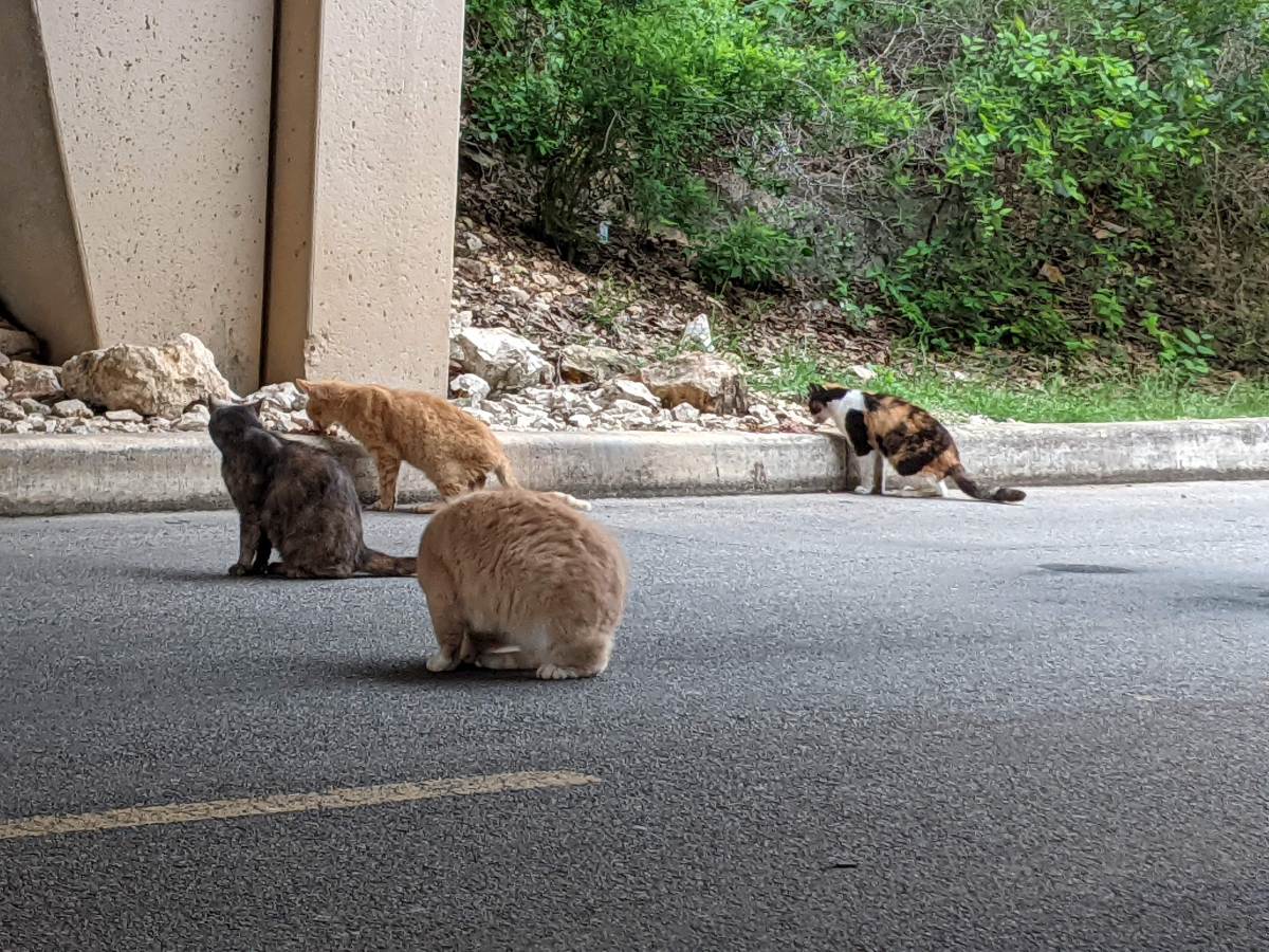 BB kitties, May 23, 2021