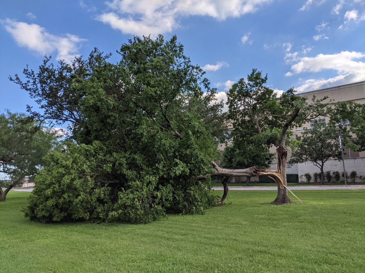 Tree broken from the last night's storm, May 29, 2021