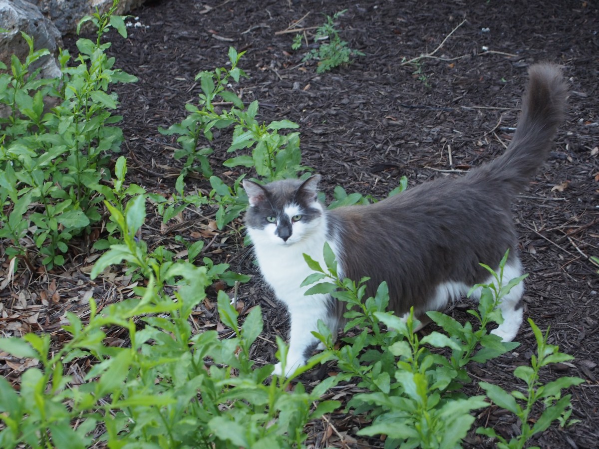 Charlie, May 16, 2021