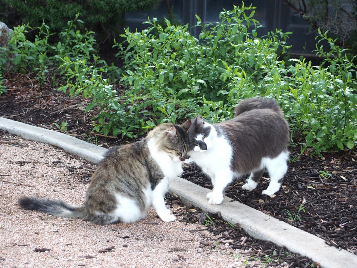 Charlie & Rocky, May 15, 2021