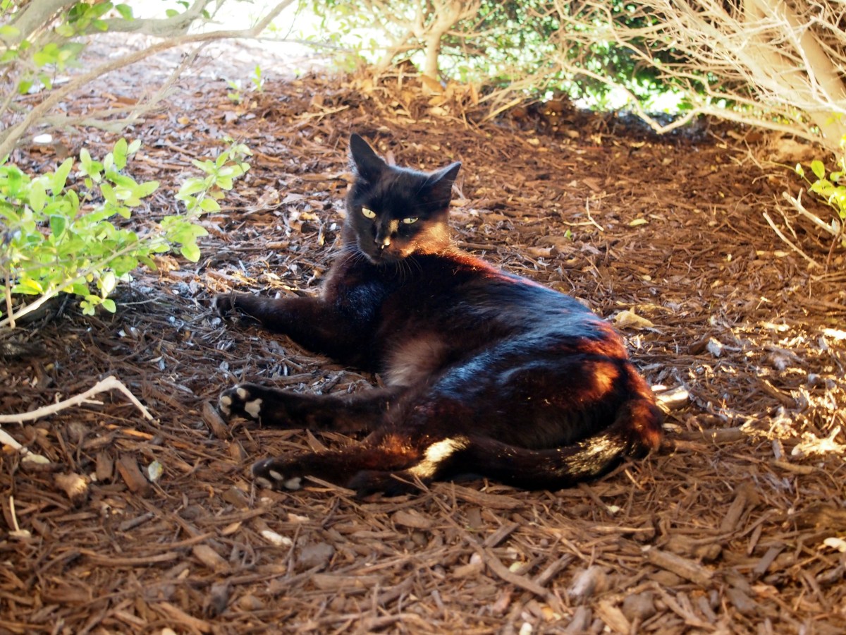 Lucifer, May 7, 2021