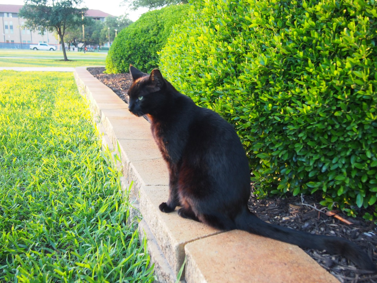 Lucifer, May 7, 2021