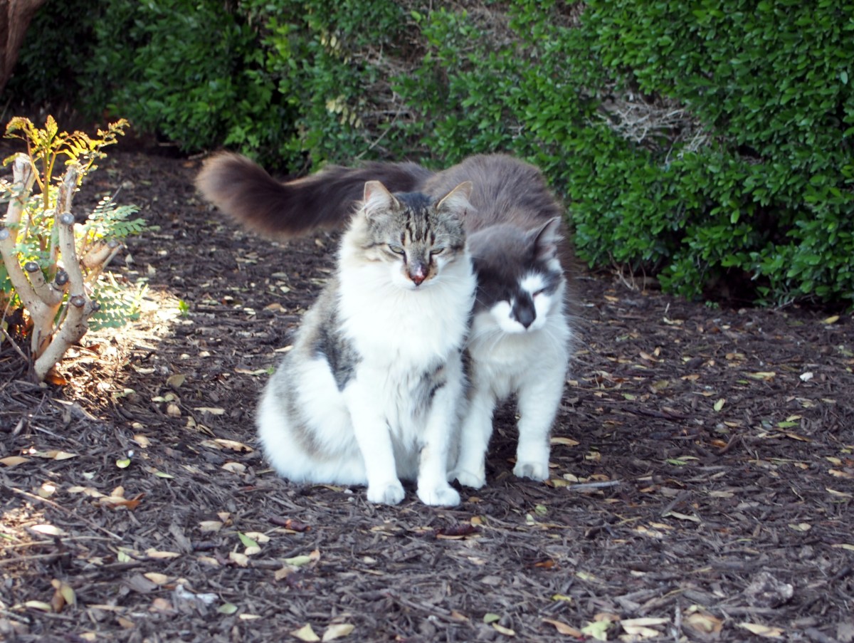 Rocky & Charlie, May 9, 2021