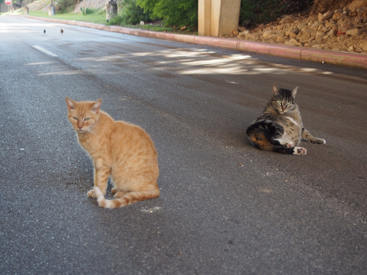 Sonny & Tigger, May 15, 2021