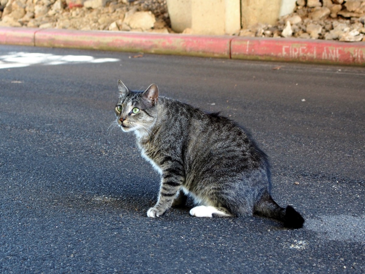 Tigger, May 16, 2021