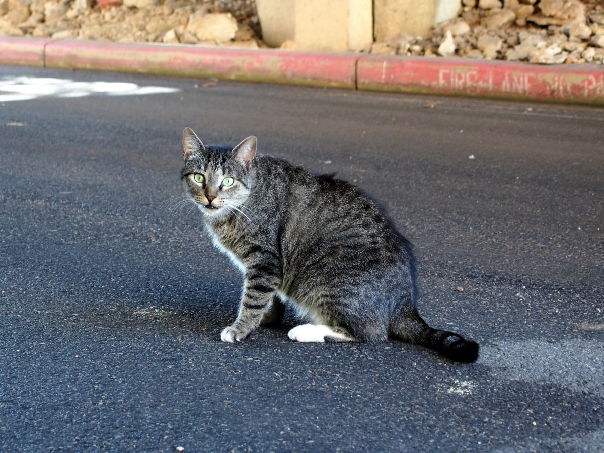 Tigger, May 16, 2021