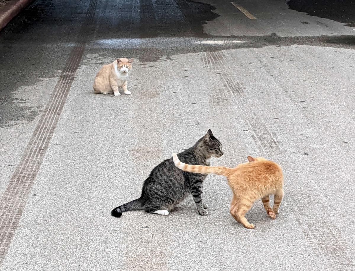 Foxy, Tigger, & Sonny, May 30, 2021