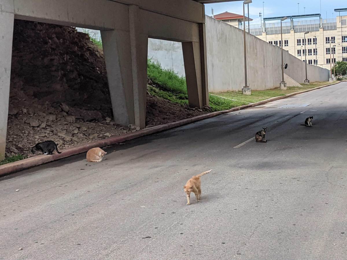 BB Kitties, June 27, 2021