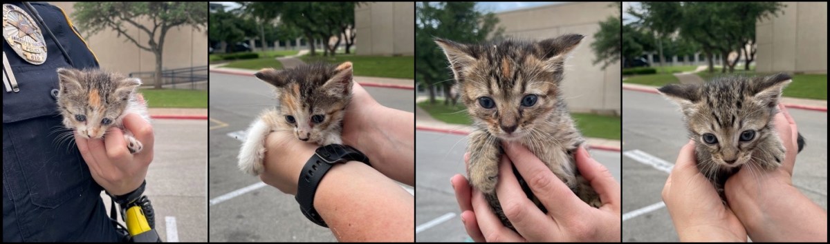 Hobbs' kittens: Patches, Boots, Wig Wag, and Einstein