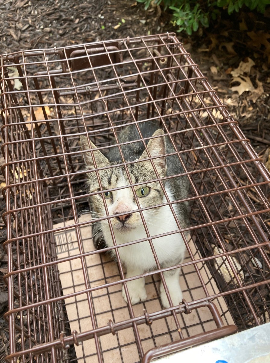 Hobbs trapped, June 5, 2021