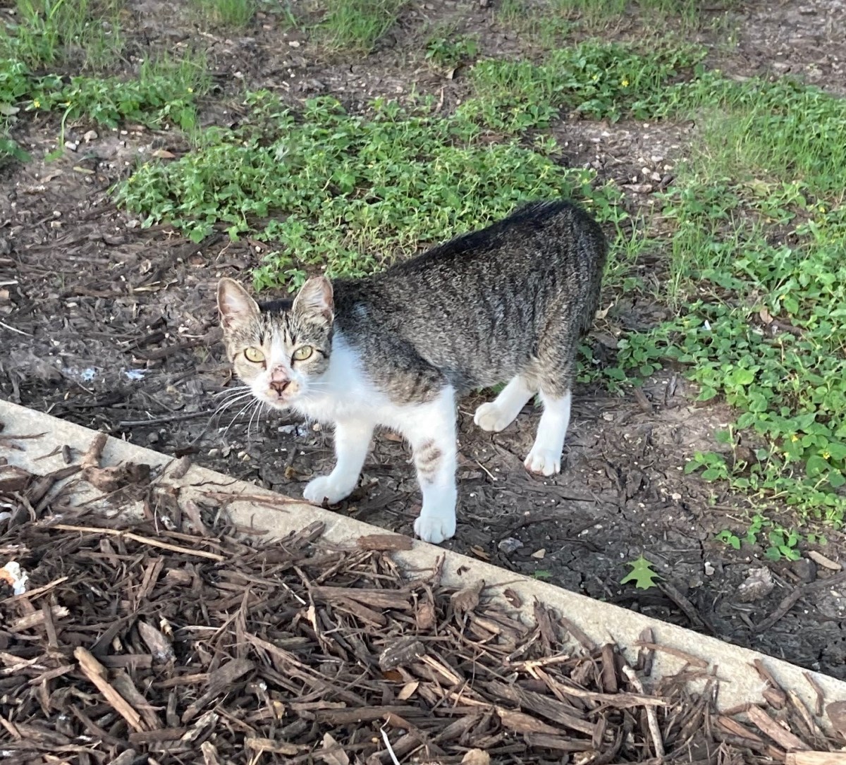 Hobbs back to CV site, June 12, 2021