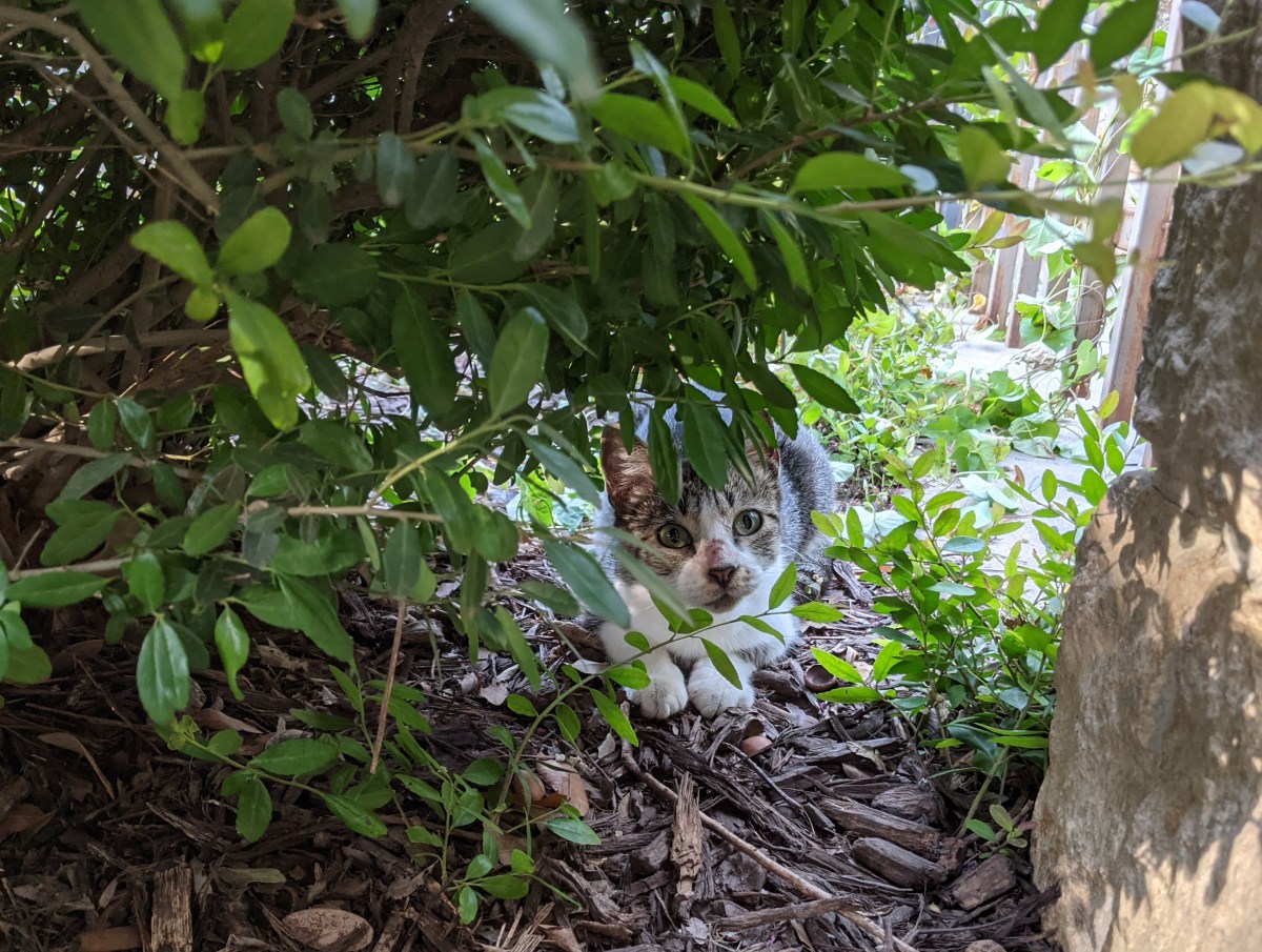 Hobbs, June 21, 2021