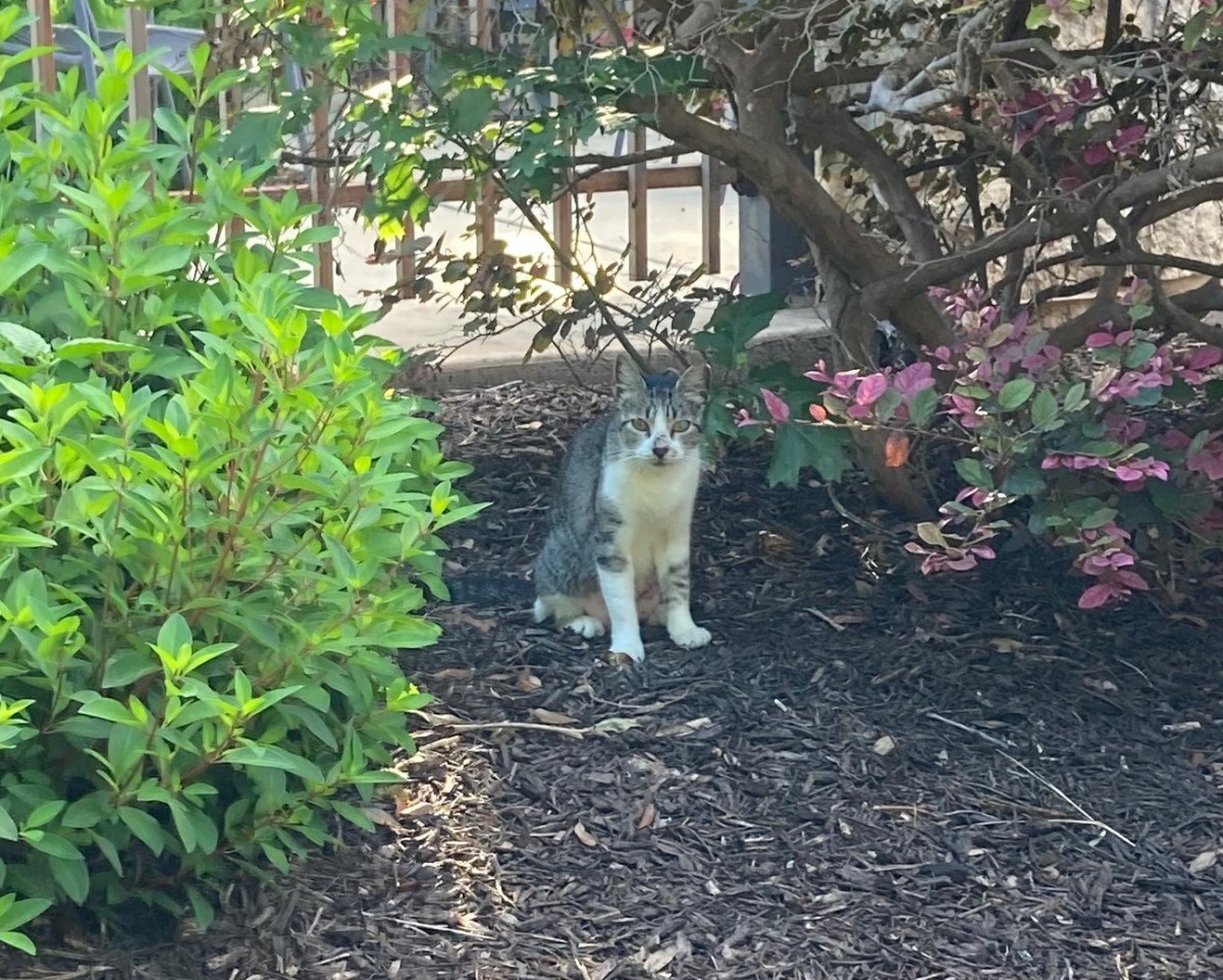 Hobbs back to CV site, June 12, 2021