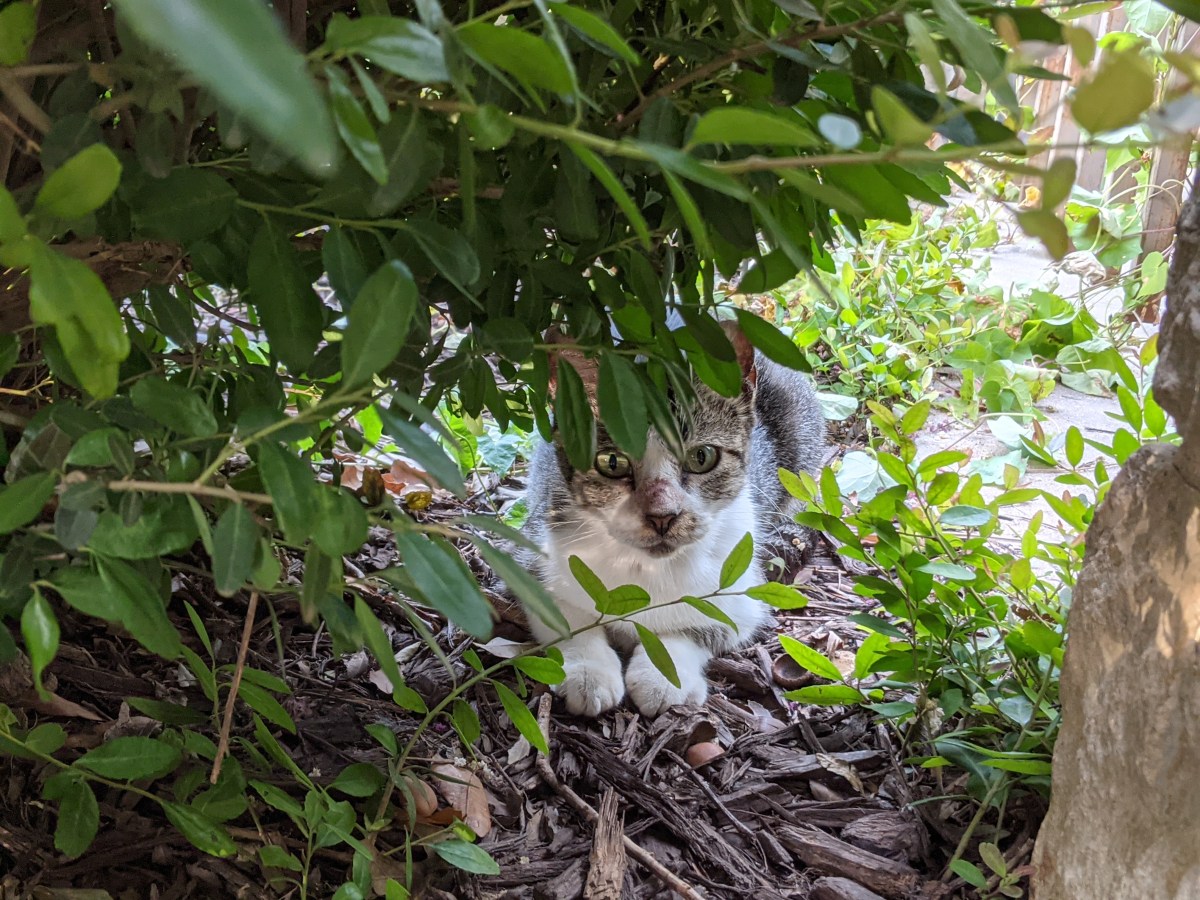 Hobbs, June 21, 2021