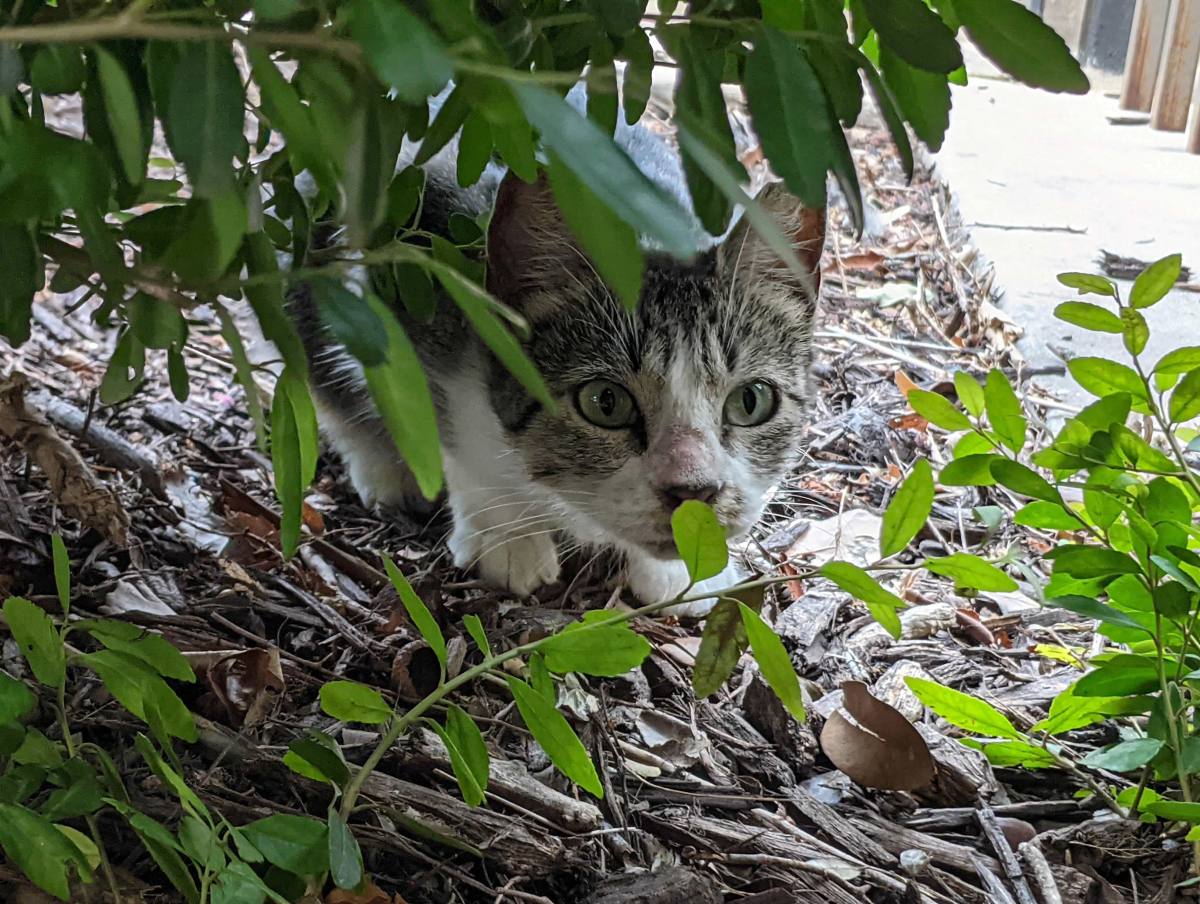 Hobbs, June 27, 2021