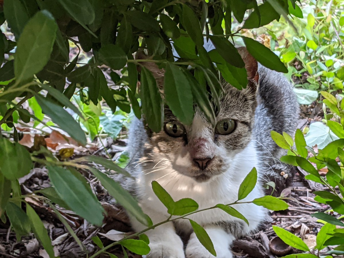 Hobbs, June 21, 2021