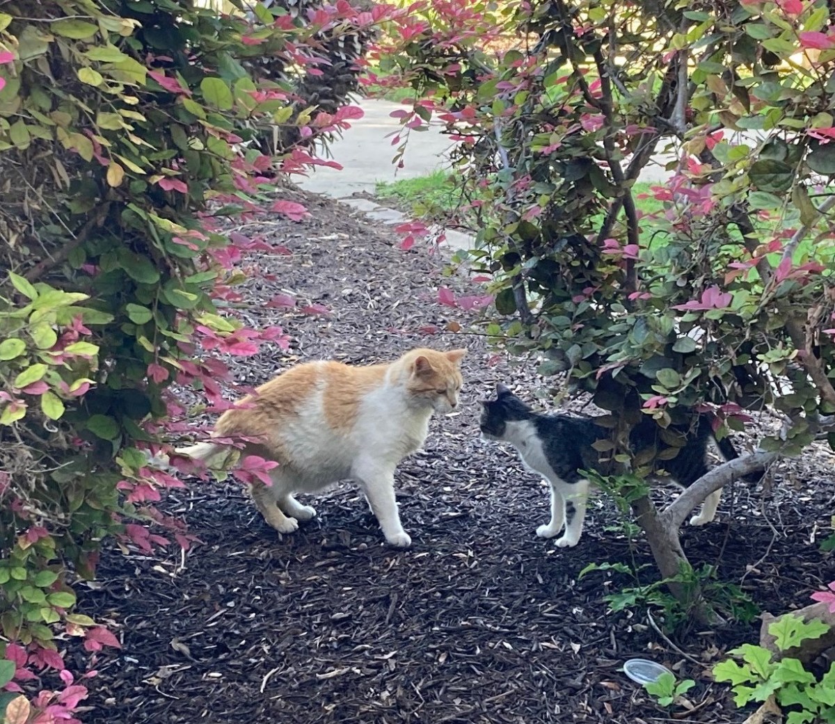 Harry & Hobbs, June 12, 2021