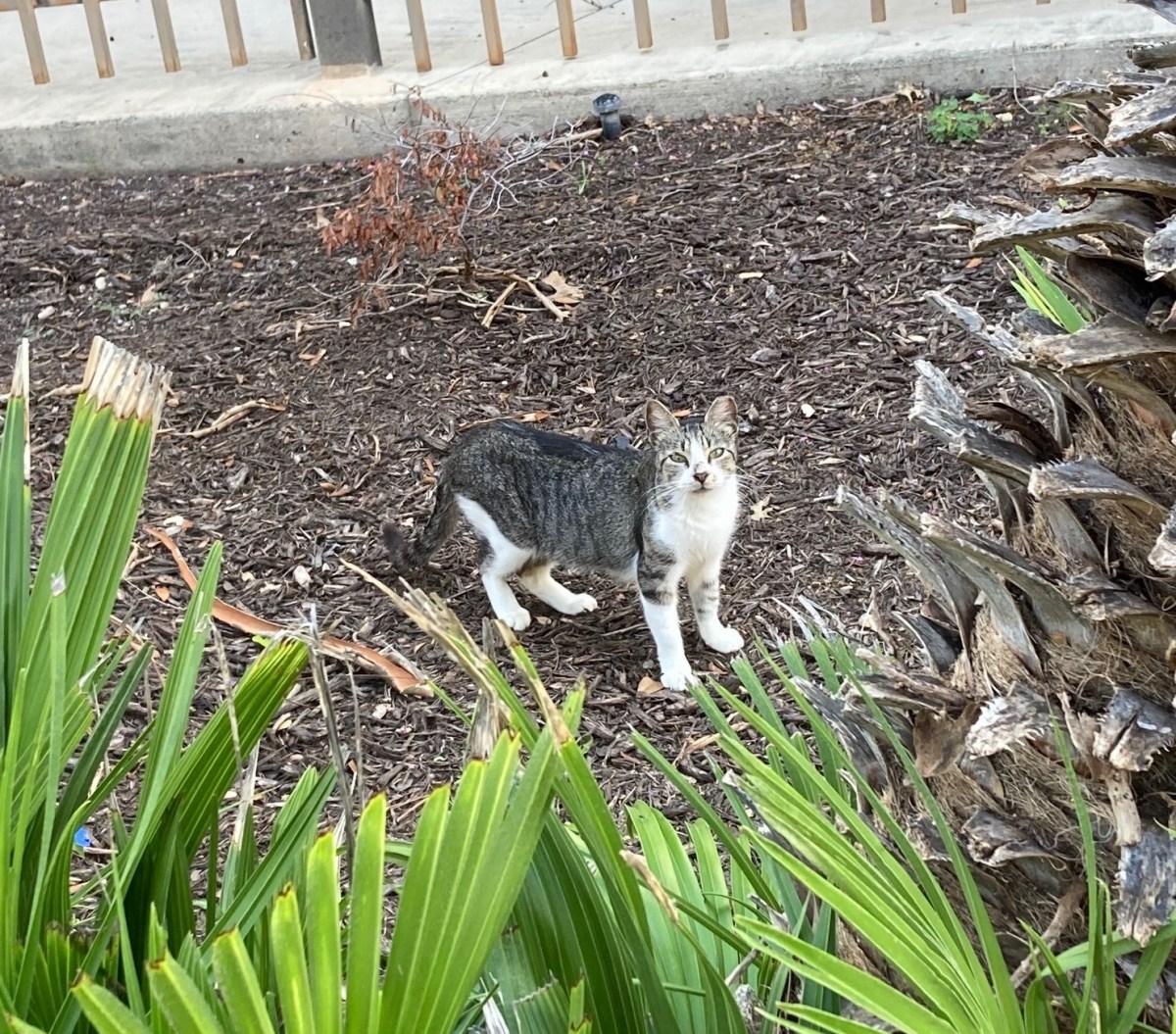 Hobbs back to CV site, June 12, 2021