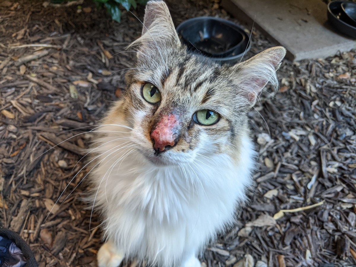 Rocky, June 12, 2021