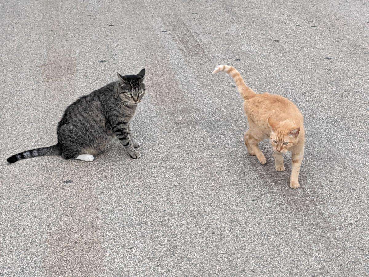 Tigger & Sonny, May 30, 2021