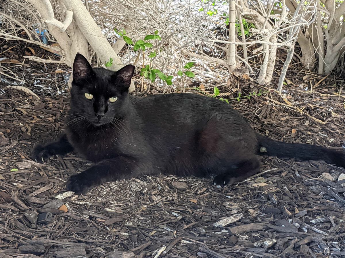 Lucifer, July 2, 2021