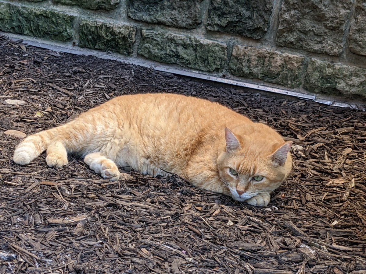 Rusty, July 25, 2021