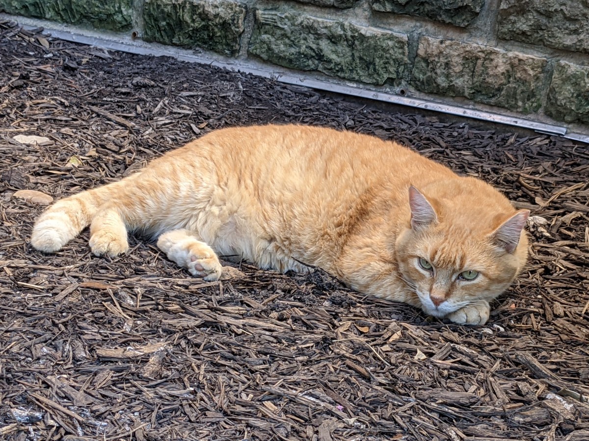 Rusty, July 25, 2021