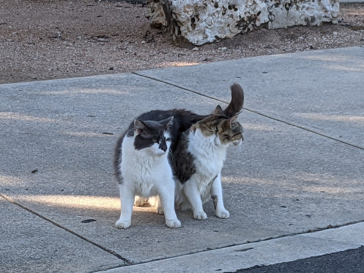 Charlie & Rocky, July 31, 2021