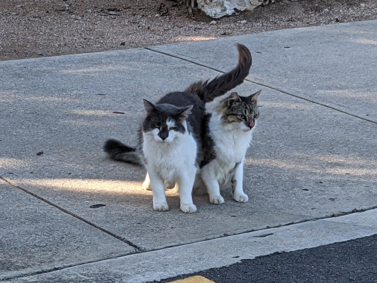 Charlie & Rocky, July 31, 2021