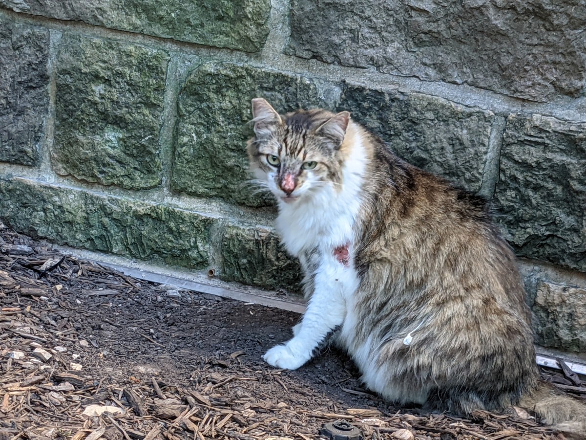 Rocky, July 31, 2021