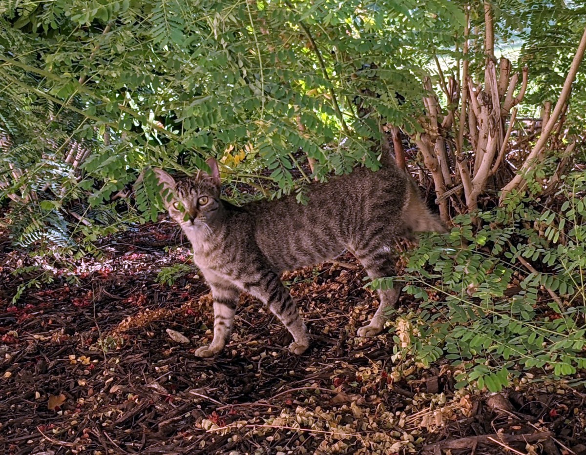 New kitten, September 15, 2021