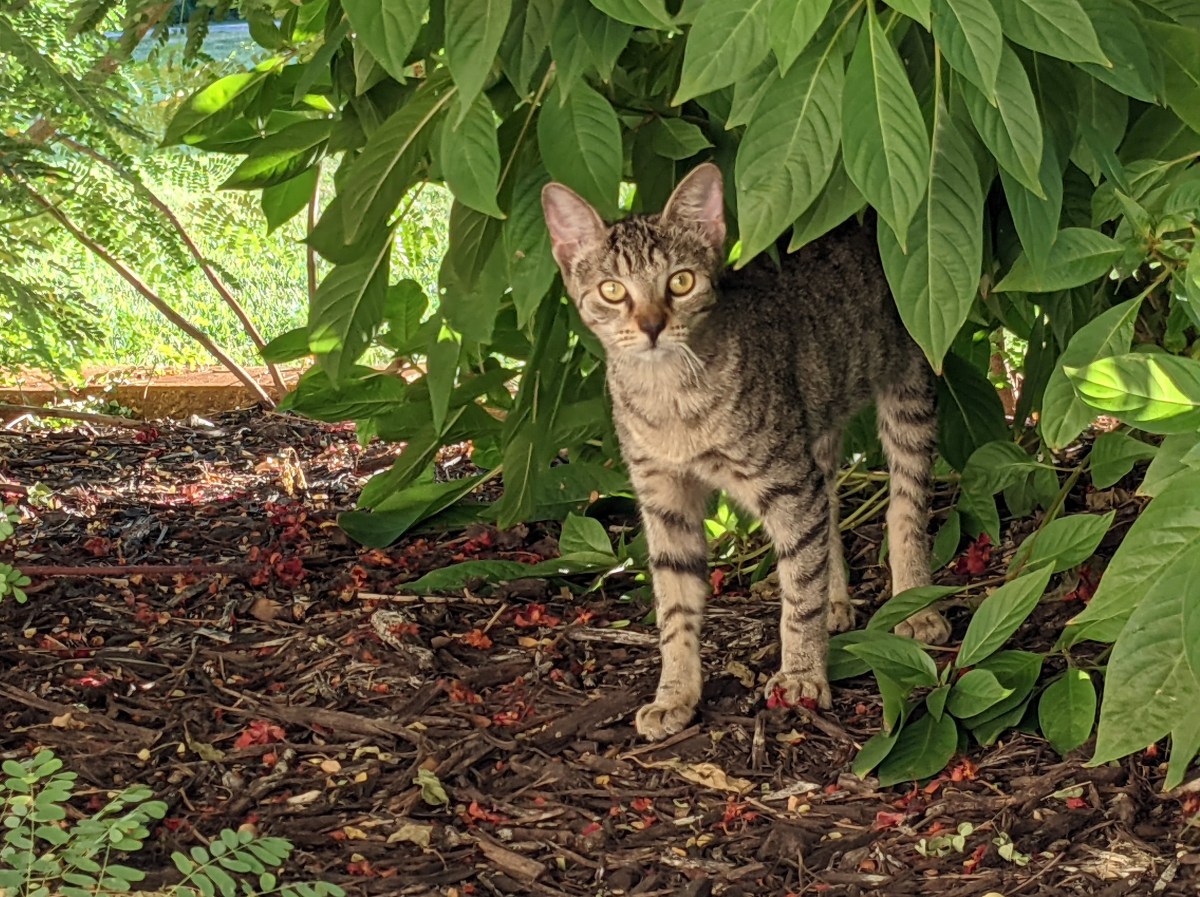 New kitten, September 15, 2021