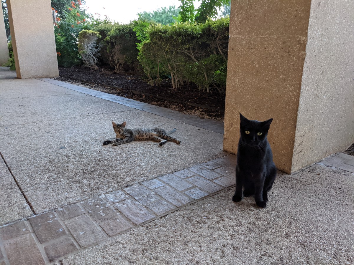 Lucifer & Tyger, September, 17, 2021