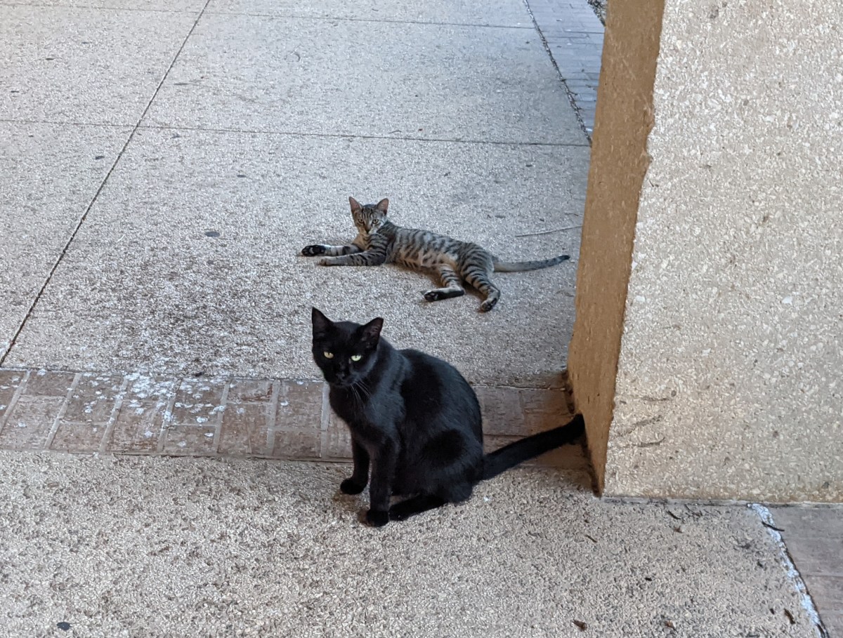 Lucifer & Tyger, September, 17, 2021