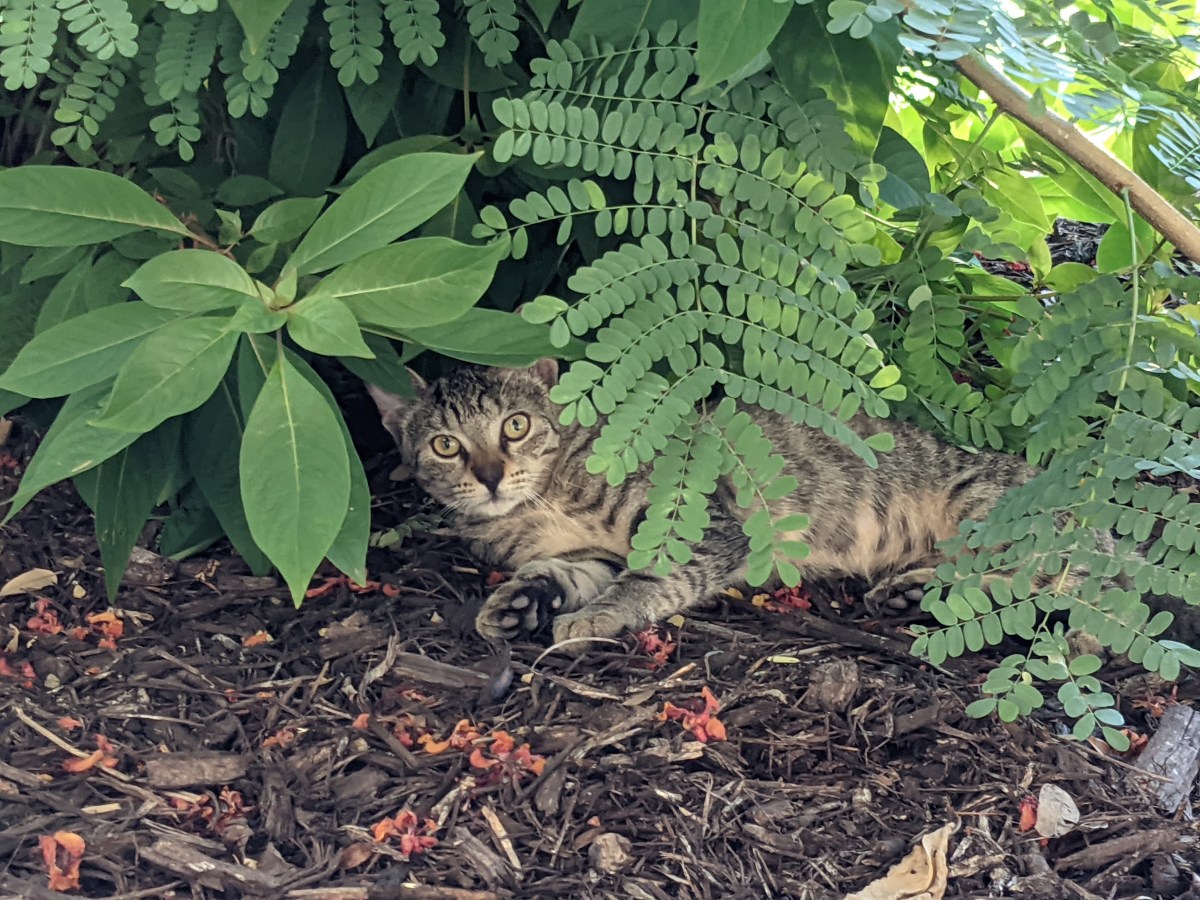 Tyger, September 16, 2021