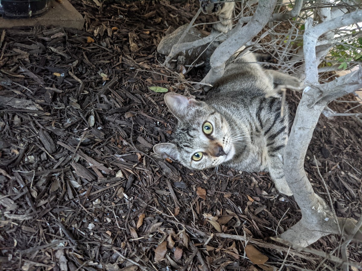 Tyger, September 20, 2021