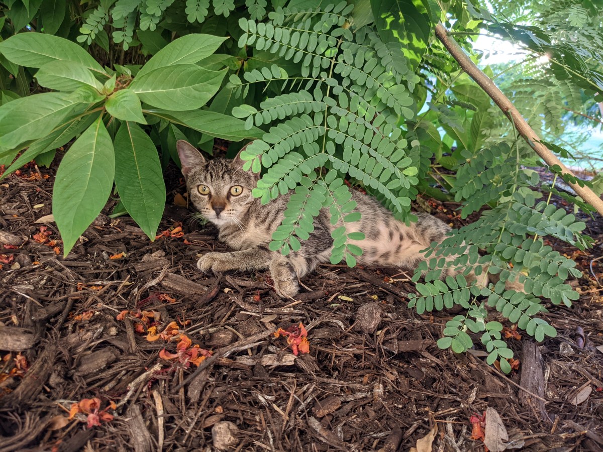 New kitten, September 16, 2021