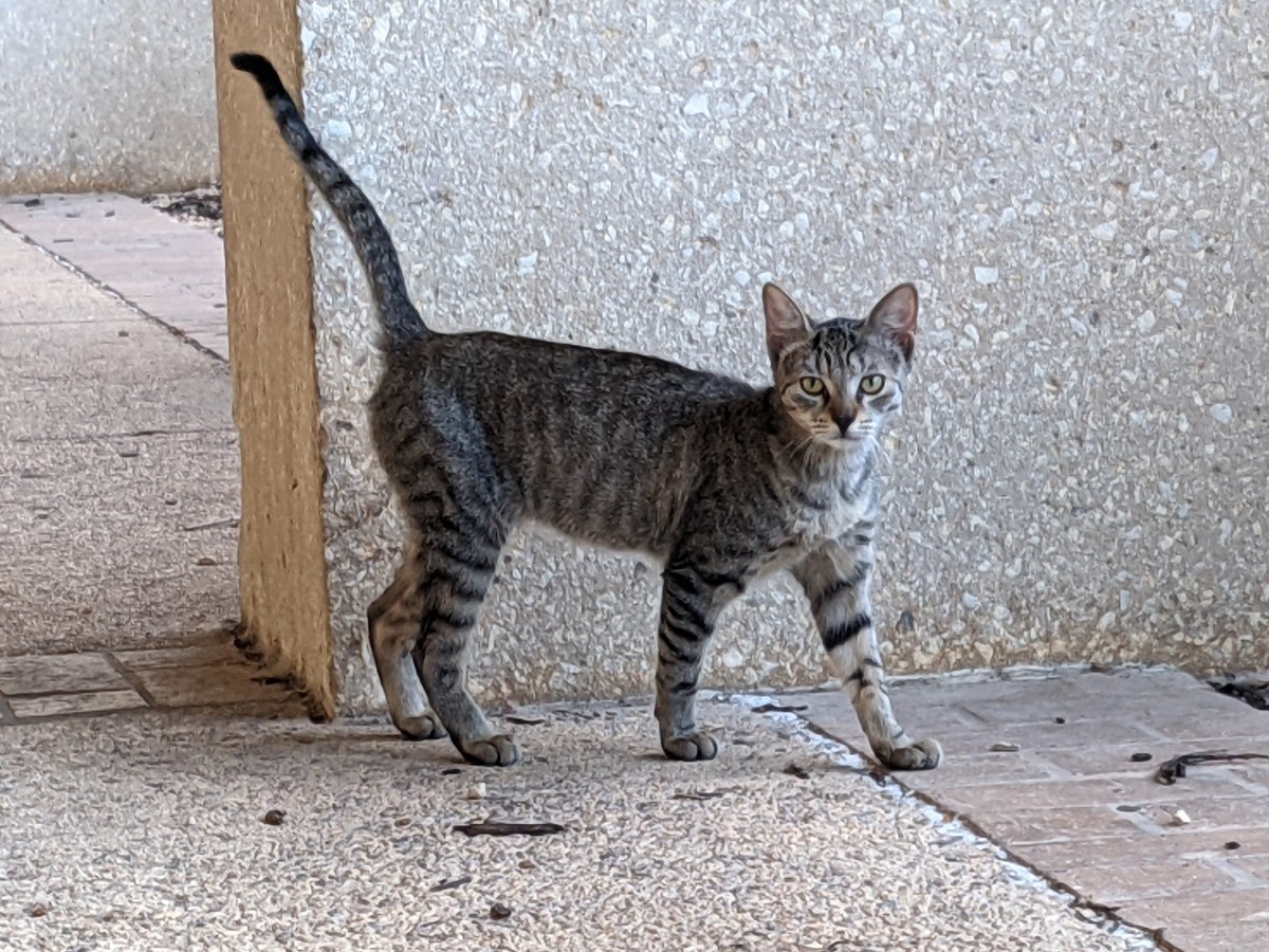 Tyger, September 16, 2021