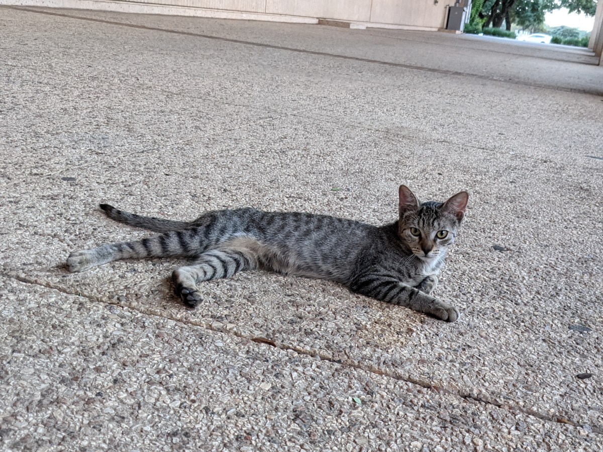 Tyger, September 16, 2021