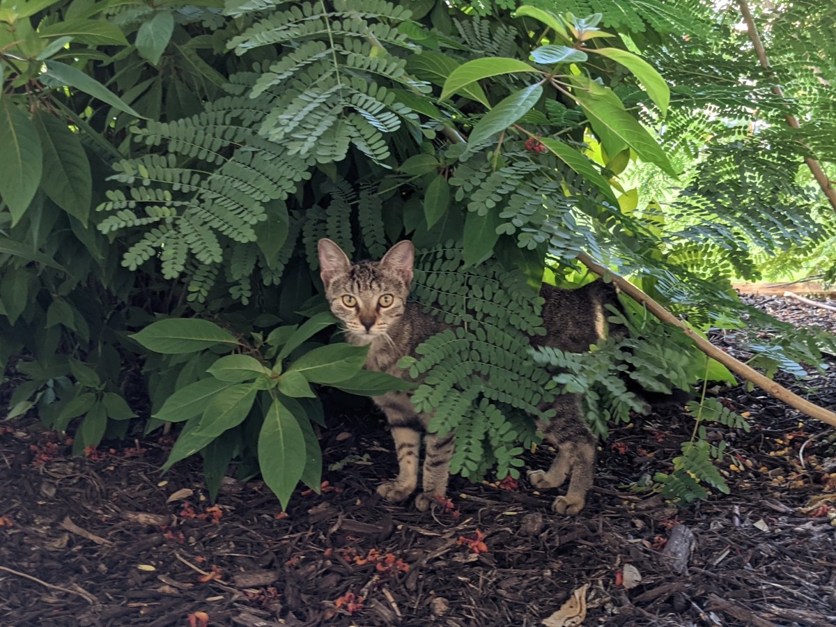 Tyger, September 16, 2021