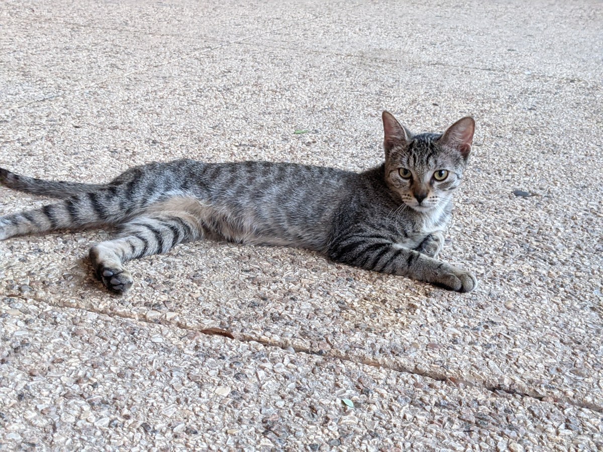 Tyger, September 16, 2021