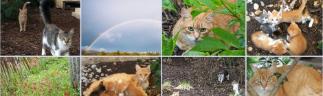 In Loving Memory of Rusty