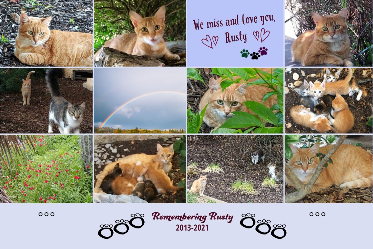 In Loving Memory of Rusty