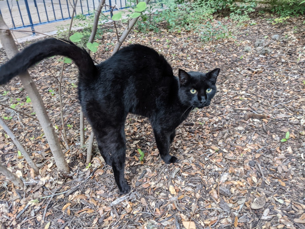 Lucifer, Nov 03, 2022