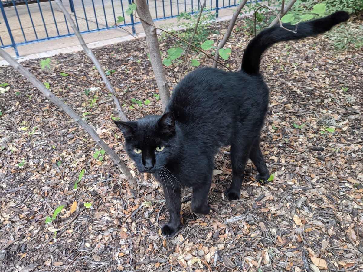 Lucifer, Nov 03, 2022