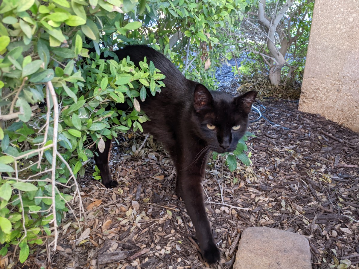 Lucifer, June 30, 2022