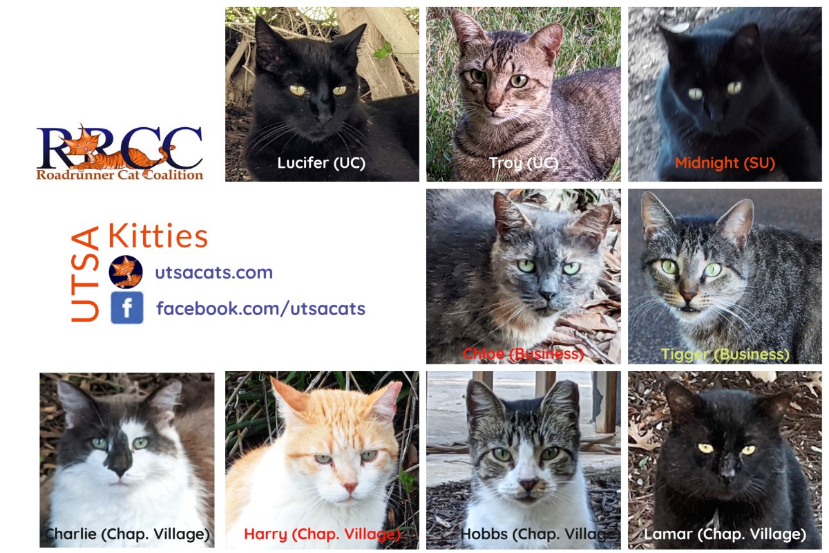 UTSA Current Kitties, January 2023