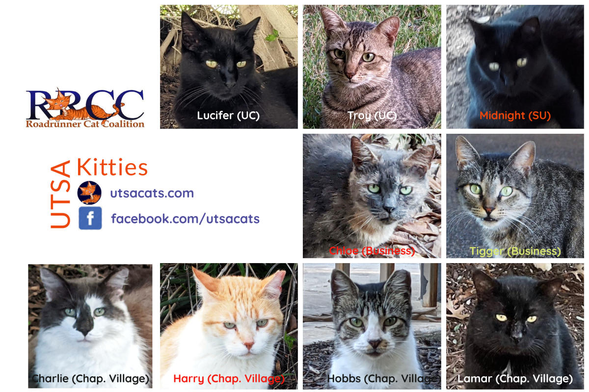 UTSA Current Kitties