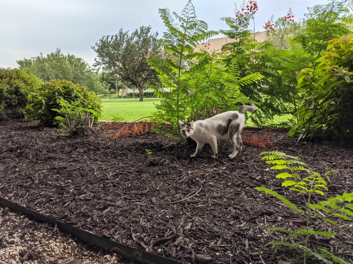 Arthur, July 5, 2021