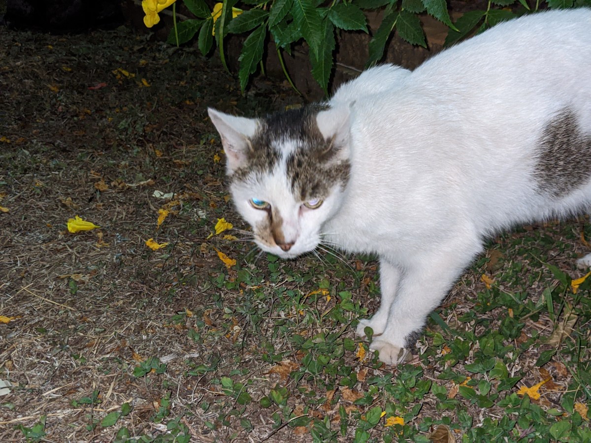 Arthur, October 28, 2022